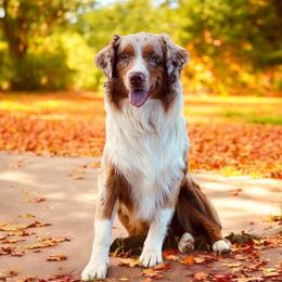 Cactus - Australian Shepherd