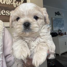 Shih Tzu Puppies from Butterfly Shih Tzu Pups