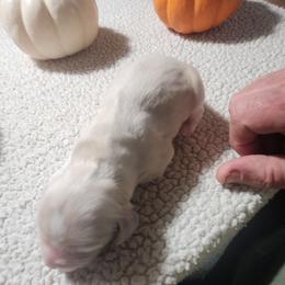 Kingston - Buff male Cocker Spaniel puppy in Westminster, South Carolina from Hartwell Cocker Spaniel Kennel