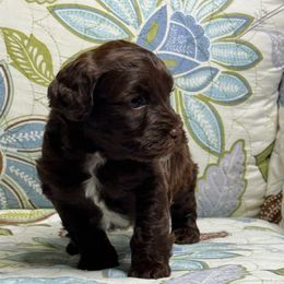 M1 71125 MC - Brown male Maltipoo puppy in Bakersfield, California from Silvia's Maltipoos