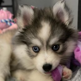 Holly - Pomsky