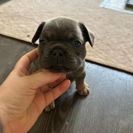 Gilbert - Blue fawn male French Bulldog puppy in Belleville, Illinois from Poppy’s Frenchies