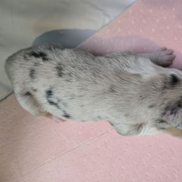 Miniature Australian Shepherd Puppies from Jaylee 's miniature Australian shephards