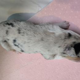 Miniature Australian Shepherd Puppies from Jaylee 's miniature Australian shephards