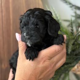 Black girl - Black white and tan female Cockapoo puppy in Rigby, Idaho from Elkington Family Farms LLC
