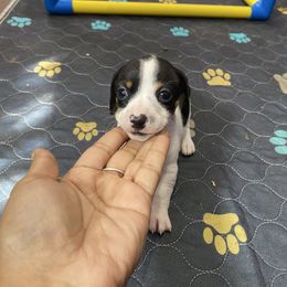 Daisy mae - Piebald female Dachshund puppy in Magnolia, Texas from Carrie’s Countryside Dachshunds