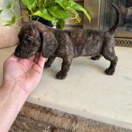 Cash - Cream male Dachshund puppy in Willow Springs, Missouri from Willow Weiner Ranch