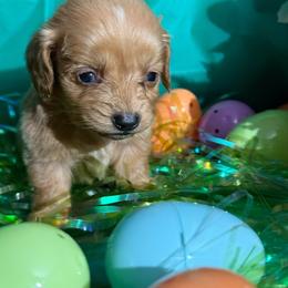 Winnie the Pooh - Cream male Dachshund puppy in Ft Dodge, Iowa from Secret Reality
