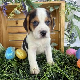 Cosmo - Black white and tan male Beagle puppy in Katy, Texas from Houston’s Howlin’ Hounds