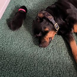 Rottweiler Puppies from Dragonstar Rottweilers