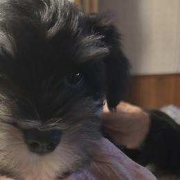 Miniature Schnauzers from Aljamar and suelen
