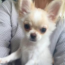 Gordie - Cream and white male Chihuahua puppy in Saint Joseph, Missouri from Life of Riley Chihuahuas