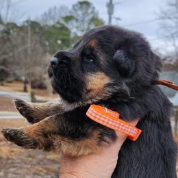 Girl 3 - Black and red female German Shepherd puppy in Roanoke, Alabama from Von Schönen Träumen German Shepherds