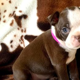 Boston Terriers from Bull Shoals Bostons