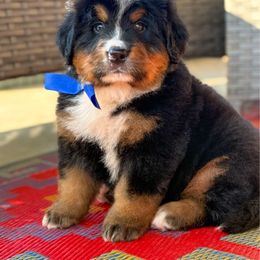 Yankee - Tri-color male Bernese Mountain Dog puppy in Purcell, Oklahoma from Swiss Berner Bears