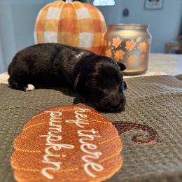 Australian Shepherd and Miniature American Shepherd Puppies from Autumn Fall Aussies