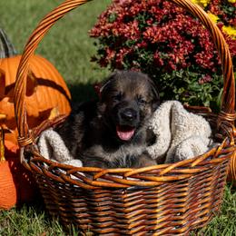 Pink - Sable female German Shepherd puppy in Hammond, Louisiana from Von LaMarca German Shepherds