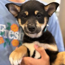 Bluey - Black and tan male Shiba Inu puppy in Elizabeth, New Jersey from Shiba Inu Loving Care