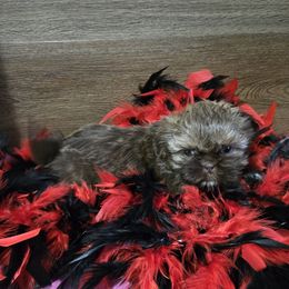 Girl 1 - Liver female Shih Tzu puppy in Meadows Of Dan, Virginia from Walt’s Shih Tzus