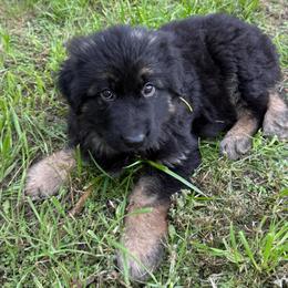 Yellow female - Black and red female German Shepherd puppy in Herrick, South Dakota from Dakota Shepherds Kennels