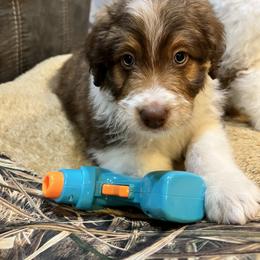 Aussiedoodle and Goldendoodle Puppies from Junipersdoodles
