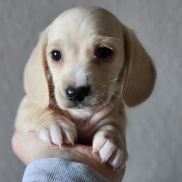 Red collar - Cream male Dachshund puppy in Pasco, Washington from Loyal Lil Dachshunds