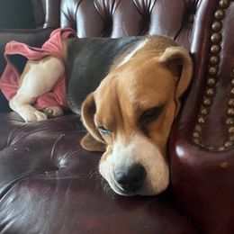 Beagles and Labrador Retrievers from Green Acres Labradors & Beagles