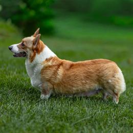 Tina - Pembroke Welsh Corgi