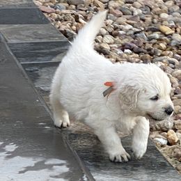 Golden Retriever and Jack Russell Terrier Puppies from Shelby Burleson's Golden Retrievers and Jack Russell Terriers