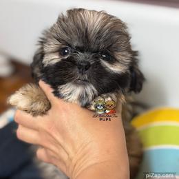 Harvey - Gold male Shih Tzu puppy in Walkertown, North Carolina from Lil’ Bit’s Shih Tzu