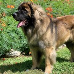 Leonberger All Grown Up from Bluebonnet Leos