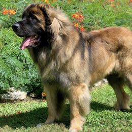 Leonberger All Grown Up from Bluebonnet Leos