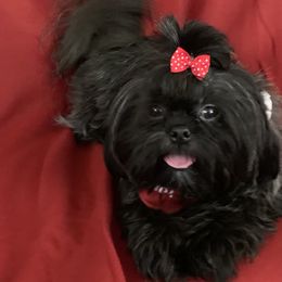 Remy - Shih Tzu