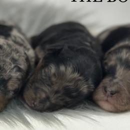 Boy 5- Merle - Merle male Goldendoodle puppy in Milford, Indiana from Railway Acres Kennel