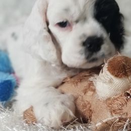 BAILEY - Black and white female Cocker Spaniel puppy in Byram, Mississippi from Chloe's Cocker Spaniels