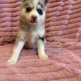 Rumi Merle - Merle female Pomsky puppy in Aberdeen, Idaho from Willow Creek Cresteds