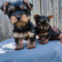 Yorkshire Terrier Puppies from The Yorkie Empire