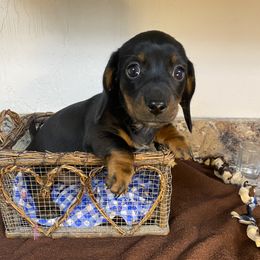 Dachshund Puppies from Yellowstone Dachshunds