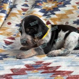 Delilah - Blue ticked and tan female Bluetick Coonhound puppy in Mount Pleasant, Texas from Harmons Hounds