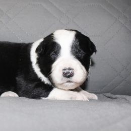 Pongo - Black and white male Border Collie puppy in Crawfordsville, Indiana from Rescued Dreams Border Collies