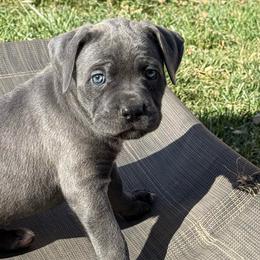 Dancer - Gray female Cane Corso puppy in Utah from 3Lake Kennelz
