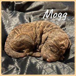 Boy 1 - Poodle puppy in Jackson, Kentucky from Ember’s Kennel of Poodles and Doodles