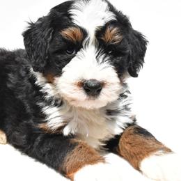 Bruiser - Tri-color male Bernedoodle puppy in Millersburg, Ohio from Ohio Puppy Paws