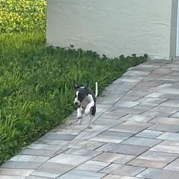 Italian Greyhound Puppies from Fisher Link