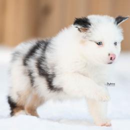 Merryweather - Blue merle female Australian Shepherd puppy in Woodford, Virginia from Skyborne Australian Shepherds