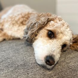 Rue - Aussiedoodle
