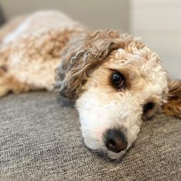 Rue - Aussiedoodle