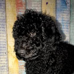Goldendoodle Puppies from Zeusthemoosedoodles