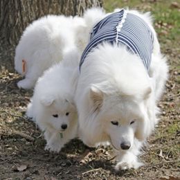 Samoyed Puppies from The Office Pups