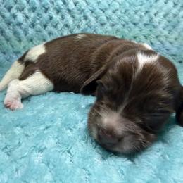Hershey - Piebald male Dachshund puppy in Jarales, New Mexico from Poker Paws Dachshunds